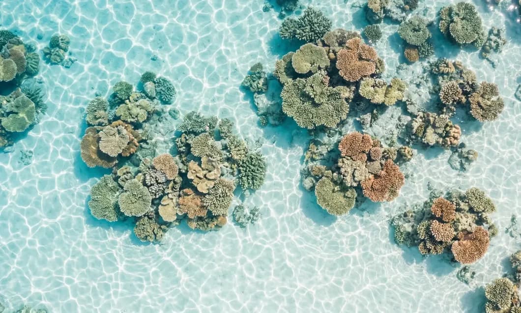 Aerial view of vibrant coral reef clusters in clear shallow turquoise water