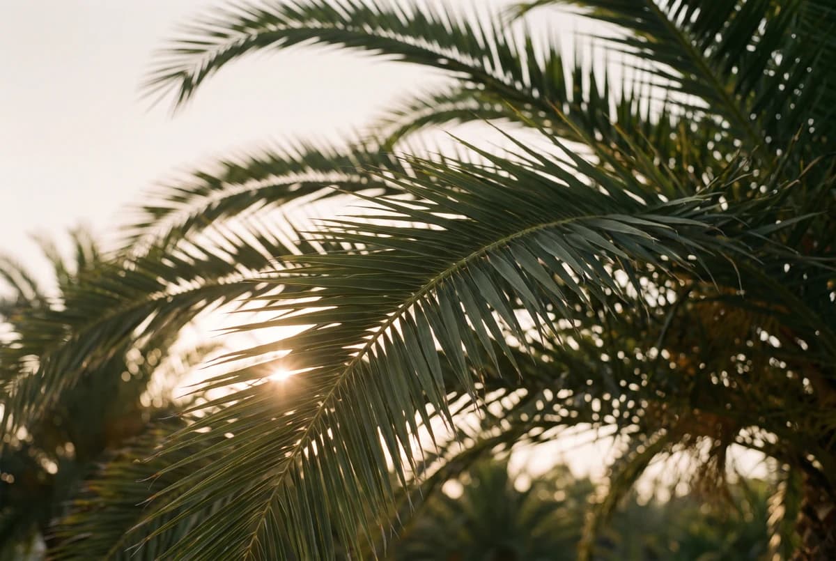 Sunlight flaring through a canopy of tropical palm fronds at golden hour