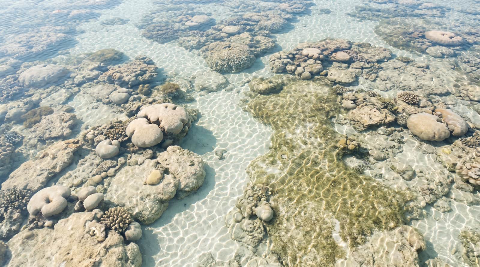 Looking down through clear shallow water onto a living reef flat, with pale coral heads, sand channels and sunlight rippling across the bottom.