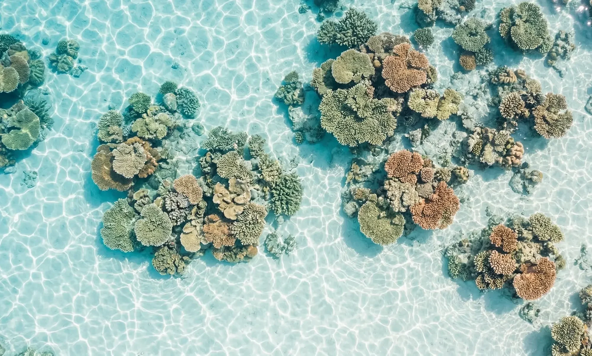 Aerial view of vibrant coral reef clusters in clear shallow turquoise water